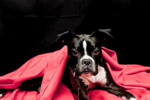 PET PHOTOGRAPHY BLACK ON BLACK
