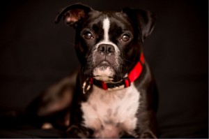 PET PHOTOGRAPHY BLACK ON BLACK1
