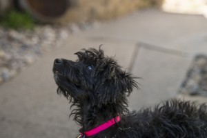 PHOTOGRAPHING BLACK DOGS2