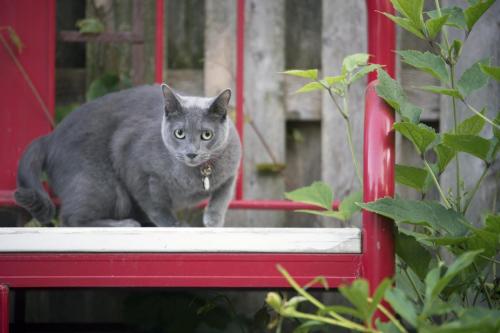Gray cat on red bench