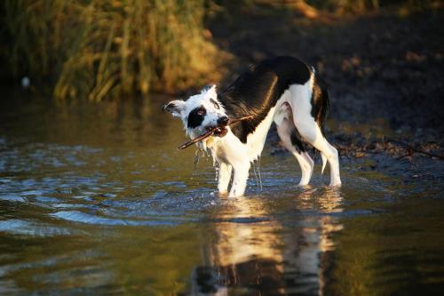 dog plays with stick in water