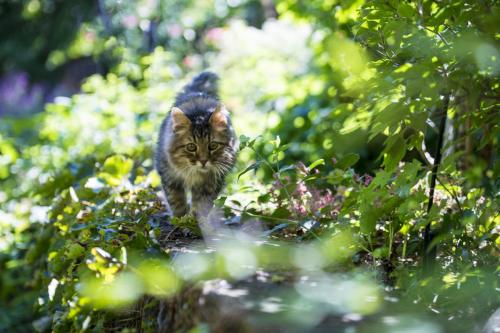 Cat walks through lush area