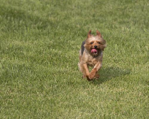 Silky terrier runs in the grass