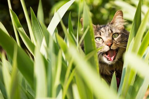 pet cat looks through green plant